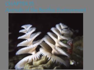 CHAPTER 15 Animals of the Benthic Environment