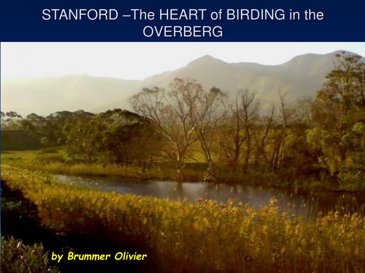 stanford the heart of birding in the overberg