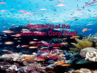 Bleaching of the Australian Coral Reef