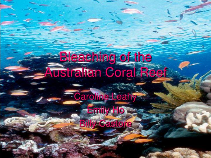 bleaching of the australian coral reef