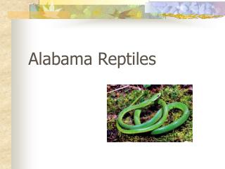 Alabama Reptiles