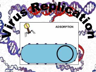 Virus Replication