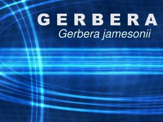 g e r b e r a