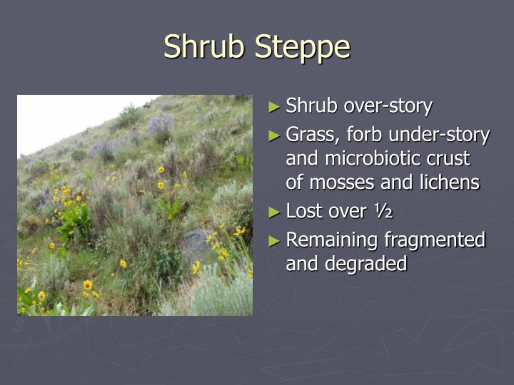 shrub steppe