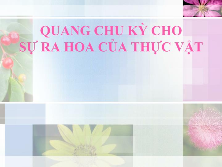 quang chu k cho s ra hoa c a th c v t