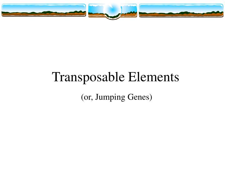transposable elements