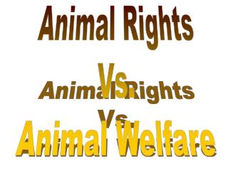 Animal Rights Vs. Animal Welfare
