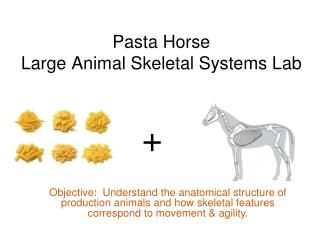 Pasta Horse Large Animal Skeletal Systems Lab