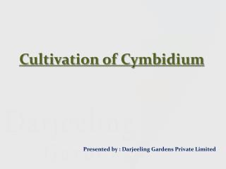 Cultivation of Cymbidium