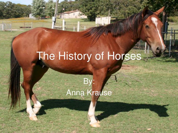 the history of horses