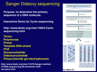 Sanger Dideoxy sequencing
