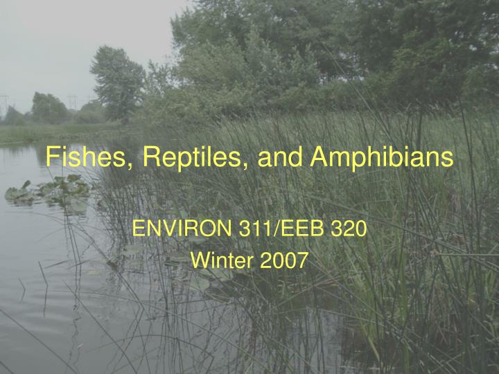 fishes reptiles and amphibians