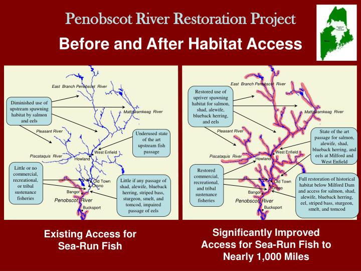 penobscot river restoration project before and after habitat access