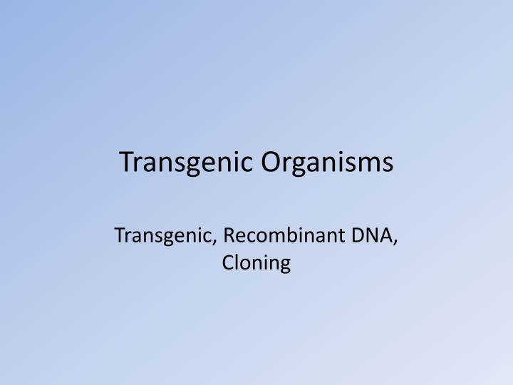 transgenic organisms
