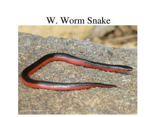 W. Worm Snake
