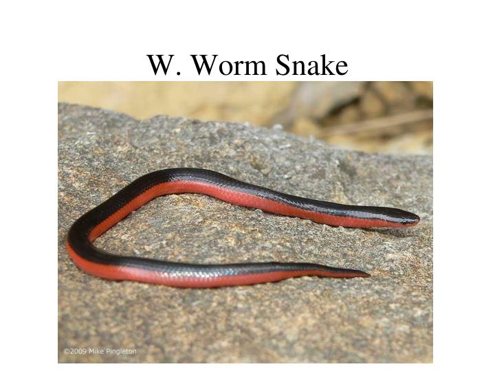 w worm snake