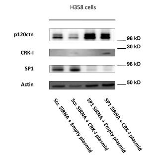 H358 cells