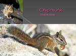 Chipmunk - slide 1