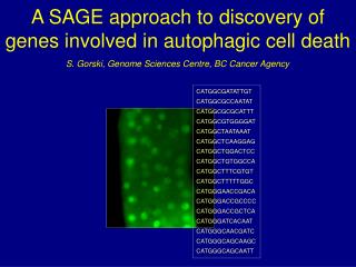 A SAGE approach to discovery of genes involved in autophagic cell death