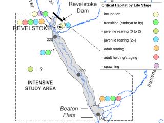 Critical Habitat by Life Stage - incubation - transition (embryo to fry)