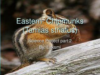 Eastern Chipmunks (Tamias striatus)