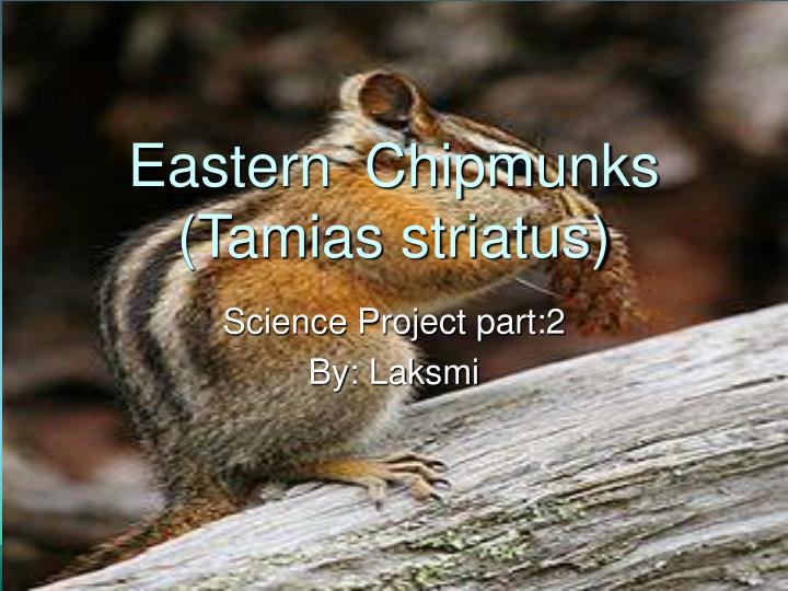 eastern chipmunks tamias striatus