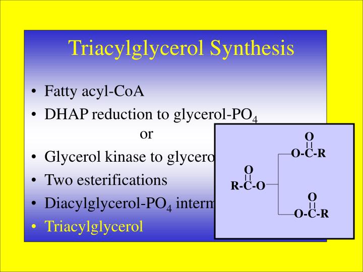 triacylglycerol synthesis