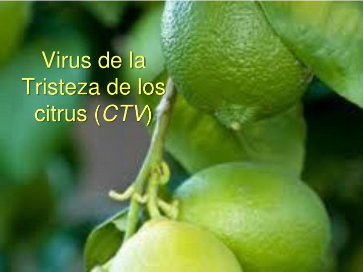 virus de la tristeza de los citrus ctv