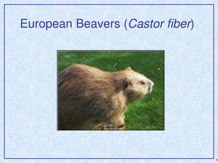 european beavers castor fiber