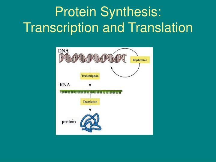protein synthesis transcription and translation