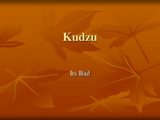 Kudzu