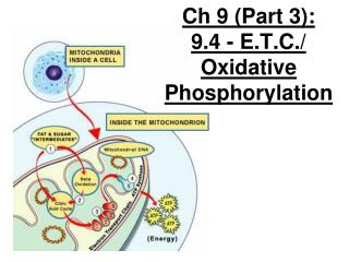 Ch 9 (Part 3): 9.4 - E.T.C./ Oxidative Phosphorylation