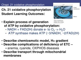 Chapt. 21 oxidative phosphorylation