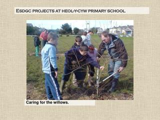 Caring for the willows.