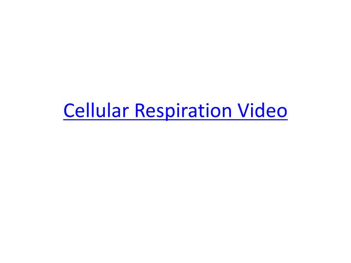 cellular respiration video