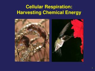 Cellular Respiration: Harvesting Chemical Energy