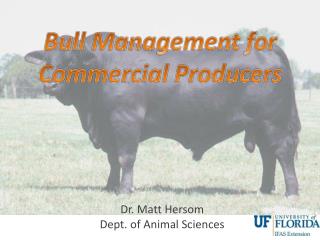 Bull Management for Commercial Producers
