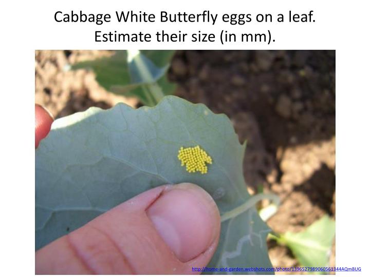 cabbage white butterfly eggs on a leaf estimate their size in mm