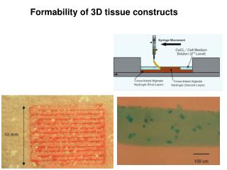 Formability of 3D tissue constructs