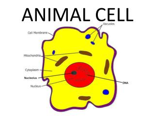 ANIMAL CELL