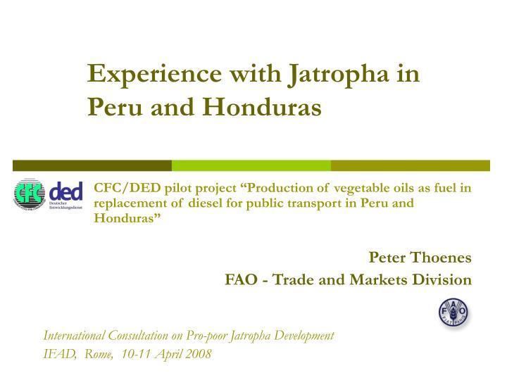 experience with jatropha in peru and honduras