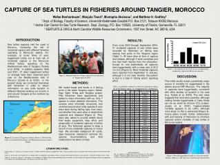 CAPTURE OF SEA TURTLES IN FISHERIES AROUND TANGIER, MOROCCO