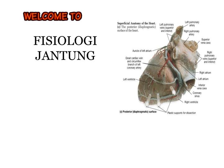 fisiologi jantung