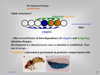 Developmental biology: imaginal discs