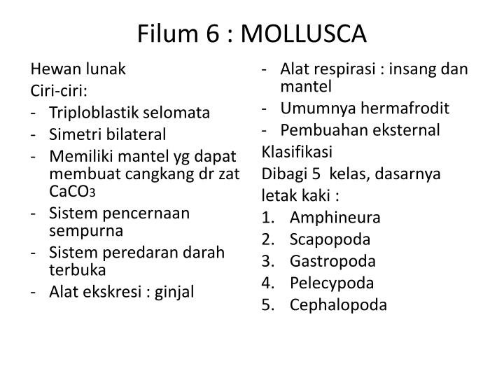 filum 6 mollusca