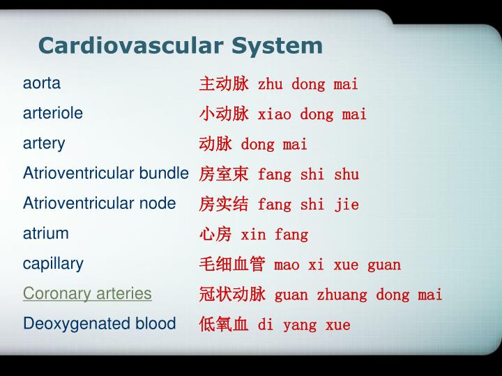 cardiovascular system