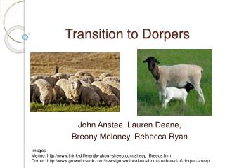 Transition to Dorpers