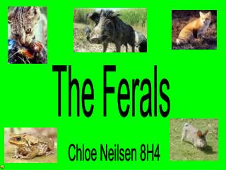 The Ferals