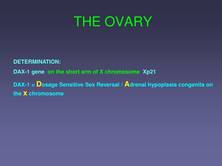 the ovary