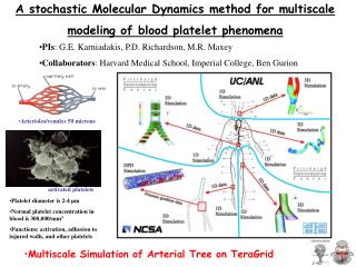 A stochastic Molecular Dynamics method for multiscale modeling of blood platelet phenomena